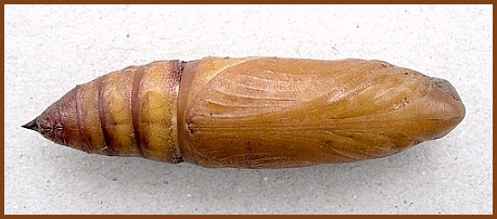 Pupa of Hyles livornica, France. &copy; Tony Pittaway.