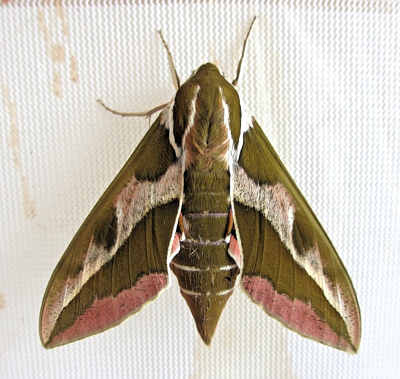 Female Hyles tithymali mauretanica, near Azrou, Middle Atlas Mountains, Morocco, bred ex. l. 2014. Photo: &copy; Pascal R&eacute;gnier.