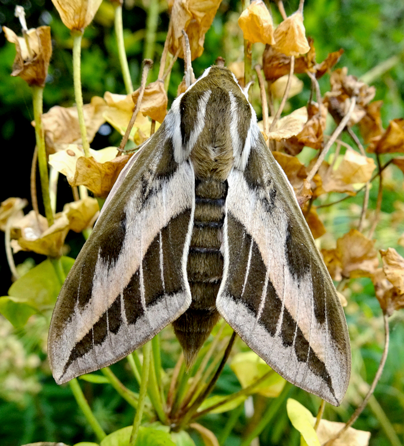 Female Hyles nervosa, ex Shogran, Khyber Pakhtunkhwa, northwestern Pakistan, 3000m, bred 2023, leg. Serge Yevdoshenko. Photo: &copy; Tony Pittaway.