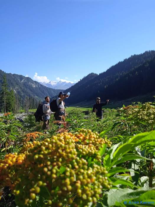 Typical habitat of Hyles nervosa with Sambucus wightiana in foreground, Janshai Meadow, Swat Valley, Khyber Pakhtunkhwa, northwestern Pakistan, viii.2022. Photo: &copy; Azan Karam.