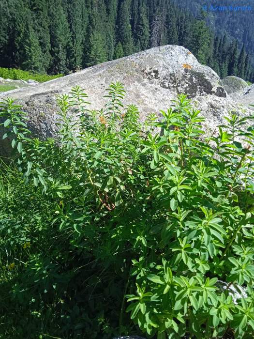 Typical habitat of Hyles nervosa with Euphorbia wallichii, Janshai Meadow, Swat Valley, Khyber Pakhtunkhwa, northwestern Pakistan, viii.2022. Photo: &copy; Azan Karam.