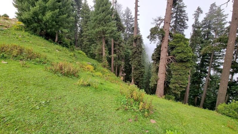 Typical habitat of Hyles nervosa, Shogran, Khyber Pakhtunkhwa, northwestern Pakistan, 3000m. Photo: &copy; Serge Yevdoshenko.