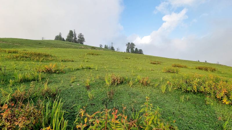 Typical habitat of Hyles nervosa, Shogran, Khyber Pakhtunkhwa, northwestern Pakistan, 3000m. Photo: &copy; Serge Yevdoshenko.
