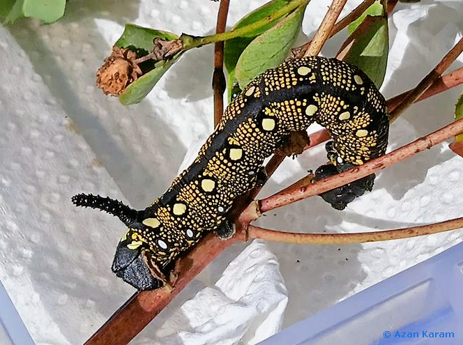 Larva of Hyles nervosa, Janshai Meadow, Swat Valley, Khyber Pakhtunkhwa, northwestern Pakistan, viii.2022. Photo: &copy; Azan Karam.