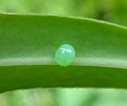 Egg of Hyles nervosa, ex Shogran, Khyber Pakhtunkhwa, northwestern Pakistan, 3000m. Photo: &copy; Tony Pittaway.