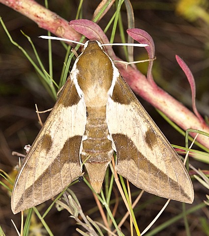 Female Hyles nicaea nicaea, near Carcassonne, southern France. Photo: &copy; Frank Deschandol.