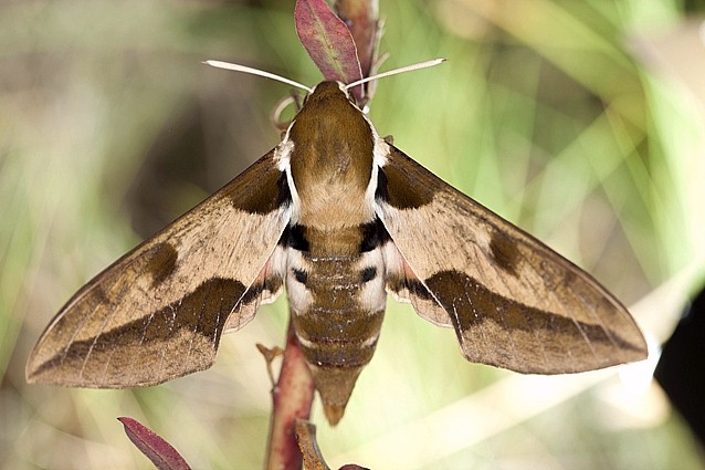 Female Hyles nicaea nicaea in alert posture, near Carcassonne, southern France. Photo: &copy; Frank Deschandol.