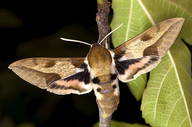 Male Hyles nicaea nicaea in alarm posture, near Carcassonne, southern France. Photo: &copy; Frank Deschandol.