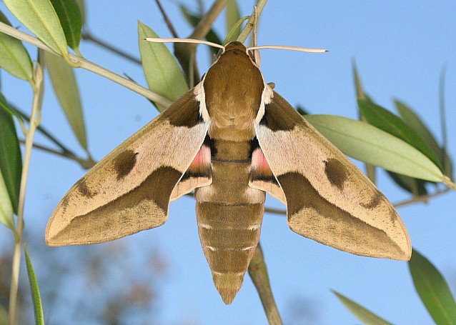 Male Hyles nicaea nicaea in alert posture, near Carcassonne, southern France. Photo: &copy; Jean Haxaire.