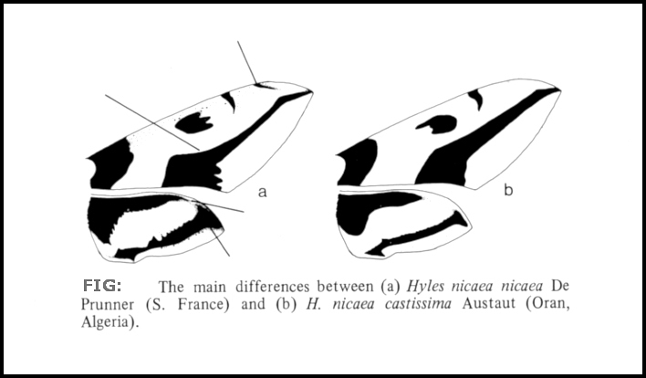 The main differences between Hyles nicaea nicaea and Hyles nicaea castissima. Image: &copy; Tony Pittaway.