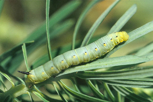 Second instar larva of Hyles nicaea nicaea, Ard&egrave;che, southern France. Photo: &copy; S. Wambeke.