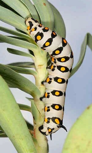 Third instar larva of Hyles nicaea nicaea, near Carcassonne, southern France. Photo: &copy; Jean Haxaire.