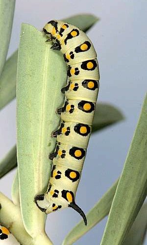 Third instar larva of Hyles nicaea nicaea, near Carcassonne, southern France. Photo: &copy; Jean Haxaire.