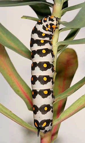 Fourth instar larva of Hyles nicaea nicaea, near Carcassonne, southern France. Photo: &copy; Jean Haxaire.