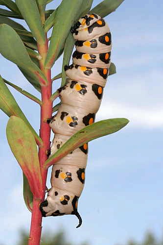 Final instar larva of Hyles nicaea nicaea, near Carcassonne, southern France. Photo: &copy; Jean Haxaire.