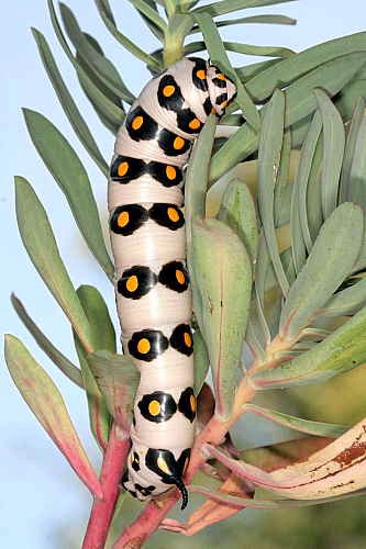 Final instar larva of Hyles nicaea nicaea, near Carcassonne, southern France. Photo: &copy; Jean Haxaire.