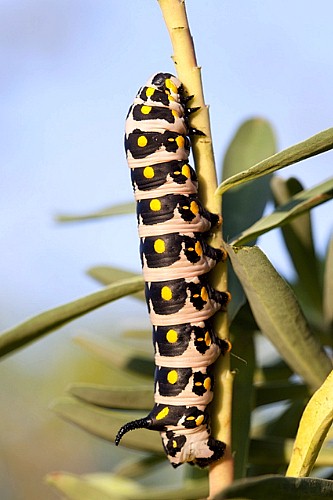 Final instar larva of Hyles nicaea nicaea, near Carcassonne, southern France. Photo: &copy; Frank Deschandol.