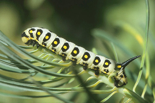 Part grown third instar larva of Hyles nicaea nicaea, Ard&egrave;che, southern France. Photo: &copy; S. Wambeke.