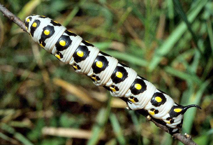 Final instar larva of Hyles nicaea nicaea, Ard&egrave;che, southern France. Photo: &copy; S. Wambeke.