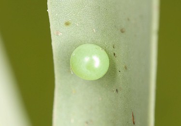 Egg of Hyles nicaea nicaea, near Carcassonne, southern France. Photo: &copy; Frank Deschandol.