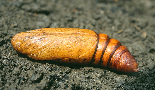 Pupa of Hyles nicaea nicaea, Ard&egrave;che, southern France. Photo: &copy; S. Wambeke.