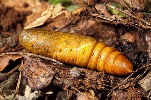 Pupa of Hyles nicaea nicaea, near Carcassonne, southern France. Photo: &copy; Frank Deschandol.