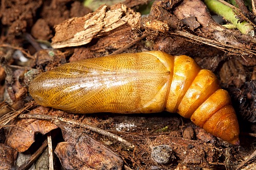 Pupa of Hyles nicaea nicaea, near Carcassonne, southern France. Photo: &copy; Frank Deschandol.