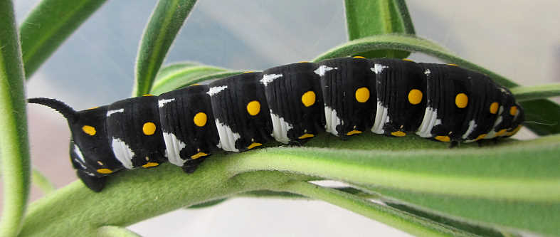 Part grown dark-form third instar larva of Hyles nicaea nicaea, southern France. Photo: &copy; Pascal R�gnier.