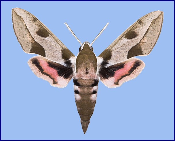 Male Hyles nicaea orientalis, Tarkhankut, W. Crimea, Ukraine. Photo: &copy; Nickolai Ivshin.