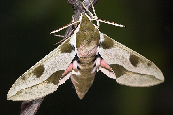 Male Hyles nicaea orientalis, Tarkhankut, W. Crimea, Ukraine. Photo: &copy; Nickolai Ivshin.