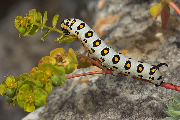 Full-grown larva of Hyles nicaea orientalis, Tarkhankut, W. Crimea, Ukraine. Photo: &copy; Nickolai Ivshin.