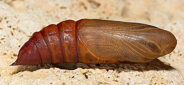 Pupa of Hyles nicaea orientalis, Tarkhankut, W. Crimea, Ukraine. Photo: &copy; Nickolai Ivshin.