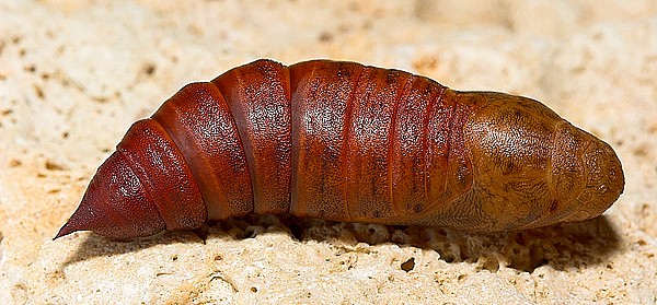 Pupa of Hyles nicaea orientalis, Tarkhankut, W. Crimea, Ukraine. Photo: &copy; Nickolai Ivshin.