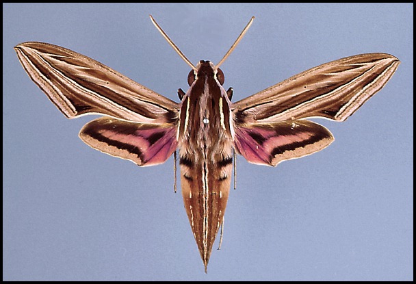 Male Hippotion osiris, Mah&eacute;, Seychelles.