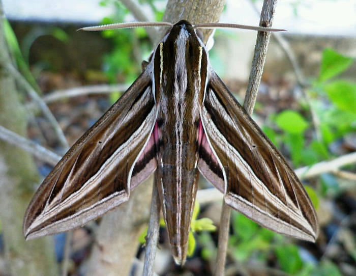 Male Hippotion osiris, Ogun, Nigeria. Photo: &copy; Adedotun Ajibade.