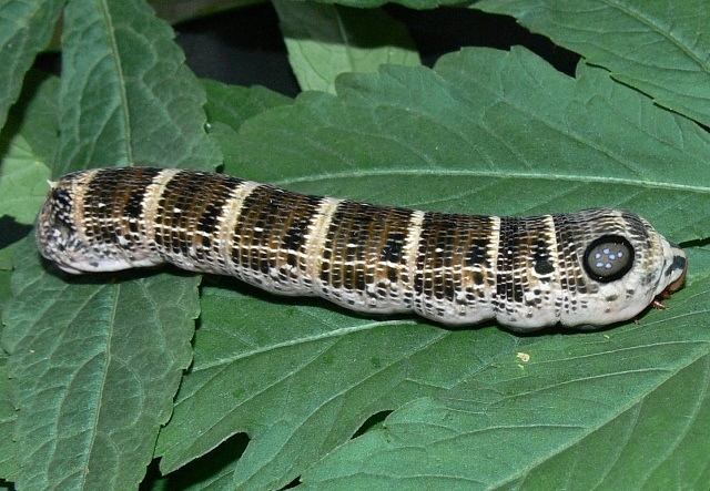 Final instar brown form larva of Hippotion osiris, Baoma/Goderich, Freetown, Sierra Leone, 8�25'41N 13�15'47W. Photo: &copy; Roy Goff.
