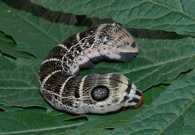 Final instar brown form larva of Hippotion osiris, Baoma/Goderich, Freetown, Sierra Leone, 8�25'41N 13�15'47W. Photo: &copy; Roy Goff.