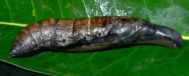 Pupa of Hippotion osiris, Baoma/Goderich, Freetown, Sierra Leone, 8�25'41N 13�15'47W. Photo: &copy; Roy Goff.