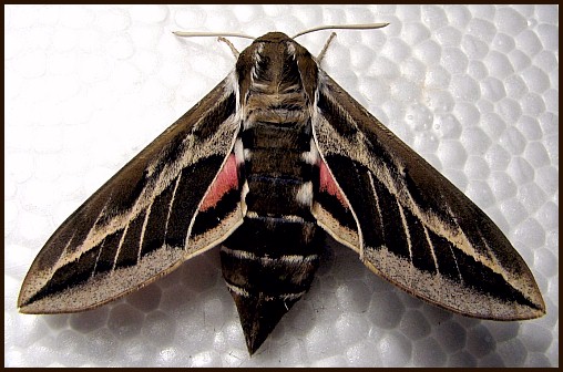Adult Hyles tithymali phaelipae, El Hierro, Canary Islands. Photo: &copy; Felipe Gil-T.
