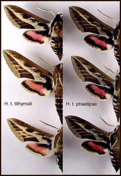 Adults of Hyles tithymali tithymali and Hyles tithymali phaelipae. Photo: &copy; Felipe Gil-T.