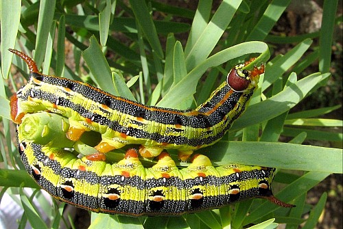 Full-grown larvae of Hyles tithymali phaelipae, El Hierro, Canary Islands. Photo: &copy; Felipe Gil-T.