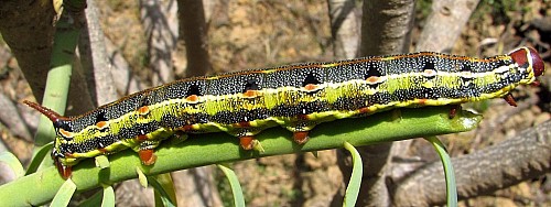 Full-grown larva of Hyles tithymali phaelipae, El Hierro, Canary Islands. Photo: &copy; Felipe Gil-T.