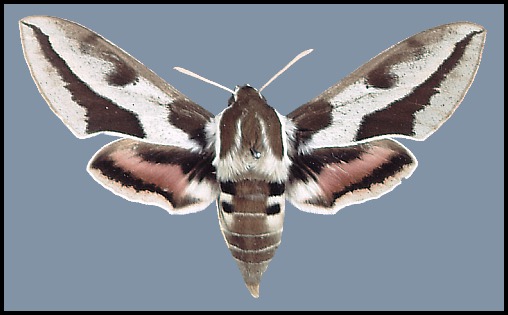 Female pale form Hyles euphorbiae conspicua (? x robertsi), Dzhu-Dzhu-Klu, nr. Mary, Turkmenistan.