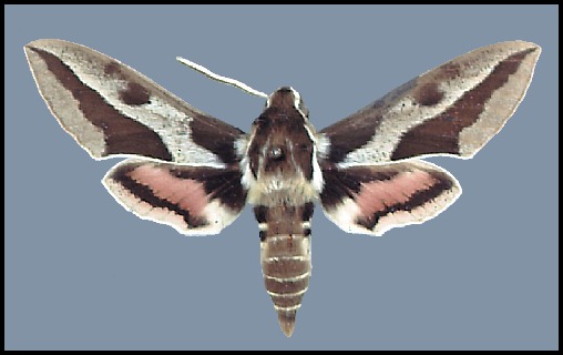 Male pale form Hyles euphorbiae conspicua (? x robertsi), Mary, Turkmenistan.