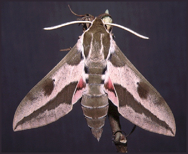 Pink-flushed male of Hyles euphorbiae conspicua (? x robertsi), nr. Esfahan, Iran. Photo: &copy; Tony Pittaway