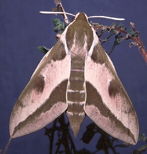 Pink-flushed female of Hyles euphorbiae conspicua (? x robertsi), nr. Esfahan, Iran. Photo: &copy; Tony Pittaway