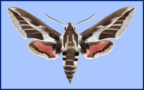 Male Hyles robertsi f. elisabethae (unfaded), Barseen, Indus valley, North-West Frontier Province [Khyber Pakhtunkhwa], Pakistan, 18.iv.1999, 850m. Photo: &copy; Ron Brechlin.