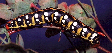 'Yellow' larval form of Hyles euphorbiae conspicua (? x robertsi), nr. Esfahan, Iran. Photo: &copy; Tony Pittaway
