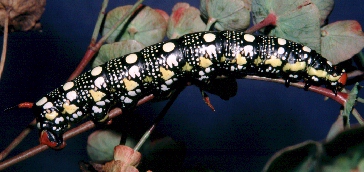Dark larval form of Hyles euphorbiae conspicua (? x robertsi), nr. Esfahan, Iran. Photo: &copy; Tony Pittaway