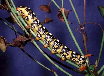 Intermediate larval form of Hyles euphorbiae conspicua (? x robertsi), nr. Esfahan, Iran. Photo: &copy; Tony Pittaway